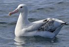 Snowy albatross wandering279 copy.jpg